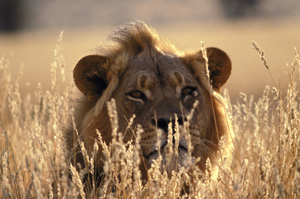 Lion in the Kgalagadi Transfrontier Park